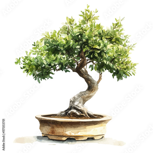 A watercolor vector painting of an Australian Bottle Tree Bonsai, isolated on a white background. Australian Bottle Tree Bonsai vector.

