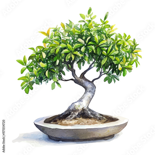 A watercolor vector painting of an Australian Bottle Tree Bonsai, isolated on a white background. Australian Bottle Tree Bonsai vector.

 photo