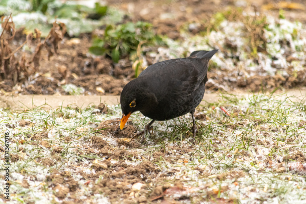 Naklejka premium blackbird