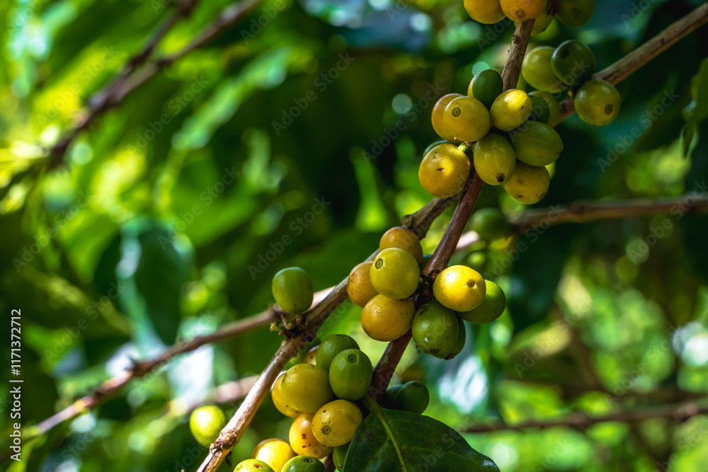 Close up fresh coffee cherries on tree in coffee plantations Close up fresh coffee cherries on tree in coffee plantations