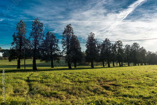 filare di alberi in controluce