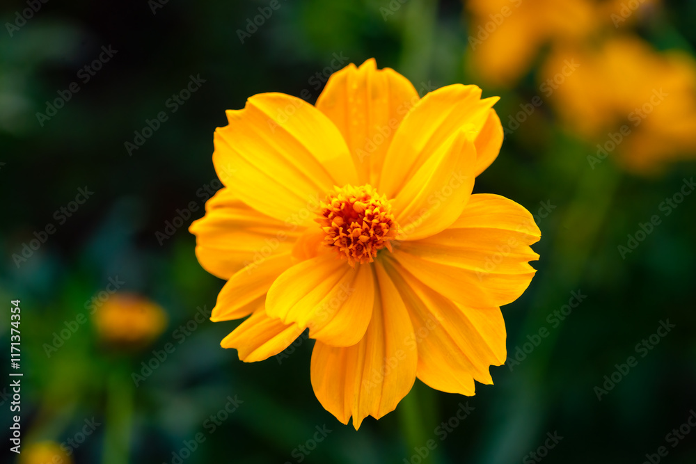 Beautiful cosmos flowers blooming in garden Beautiful cosmos flowers blooming in garden