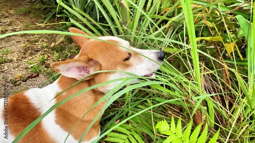 dog eats grass to clean digestion and teeth