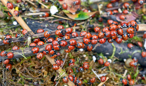 Ladybug colony in nature