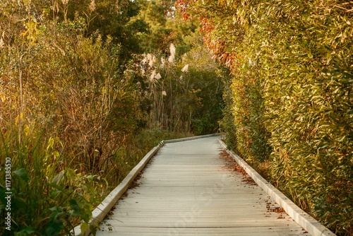 A boardwalk trail through a wetland at Cape May Point State Park, New Jersey photo