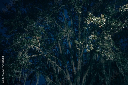 A large oak tree at night in Palatka, Florida photo