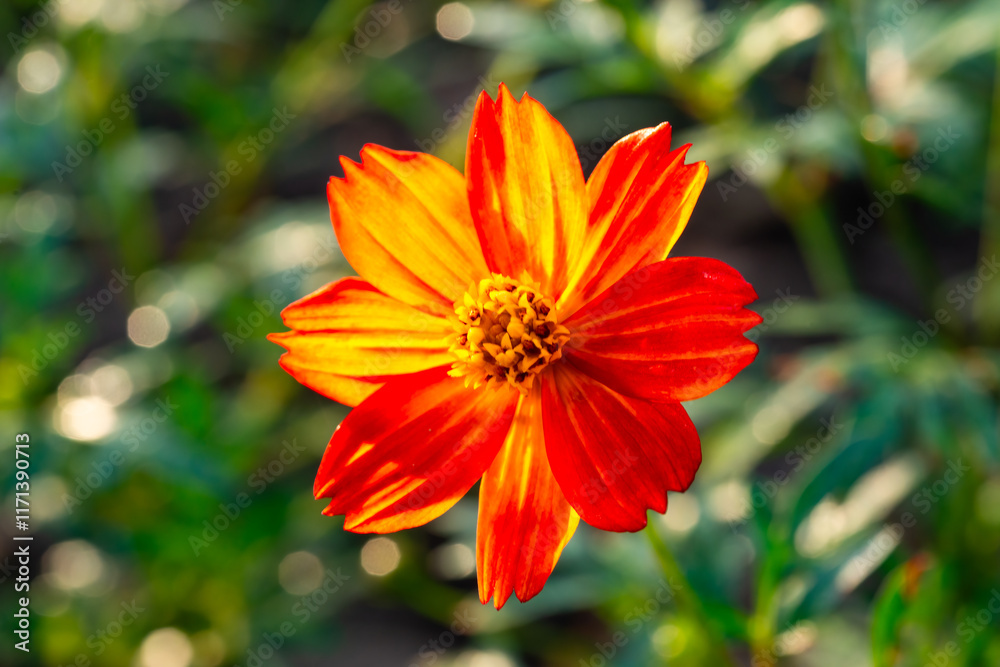 Beautiful cosmos flowers blooming in garden Beautiful cosmos flowers blooming in garden