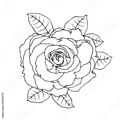 Line sketch, rose flower outline. Simple botanical elements. Vector graphics.