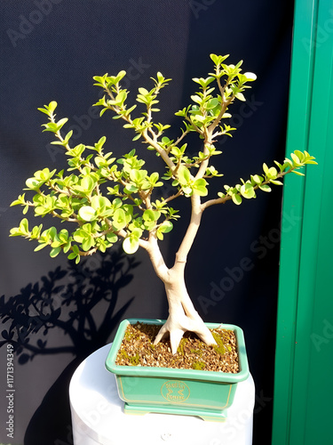 Jadebaum (Portulacaria afra) Bonsai Baum photo