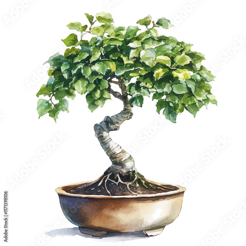 A watercolor vector painting of an Alder Bonsai, isolated on a white background. Alder Bonsai vector.

