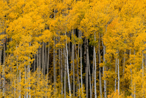 autumn trees in the forest