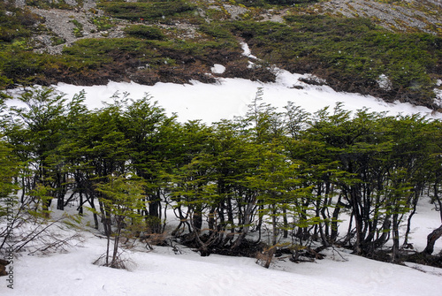 Snow-covered landscape with lenga trees (Nothofagus pumilio) at Glaciar Martial, Ushuaia photo