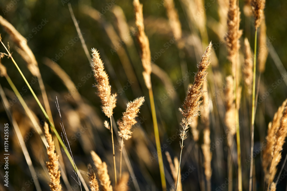 Fototapeta premium Withered yellow reeds swaying in the wind at sunset