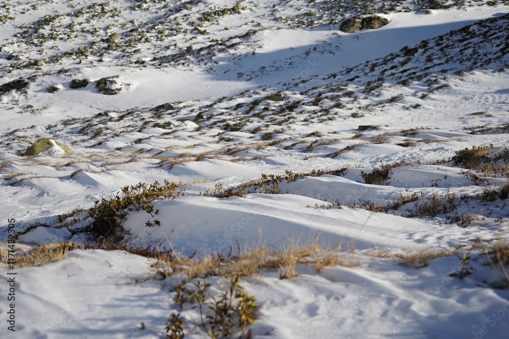 snowy meadow, Italy snowy meadow, Italy