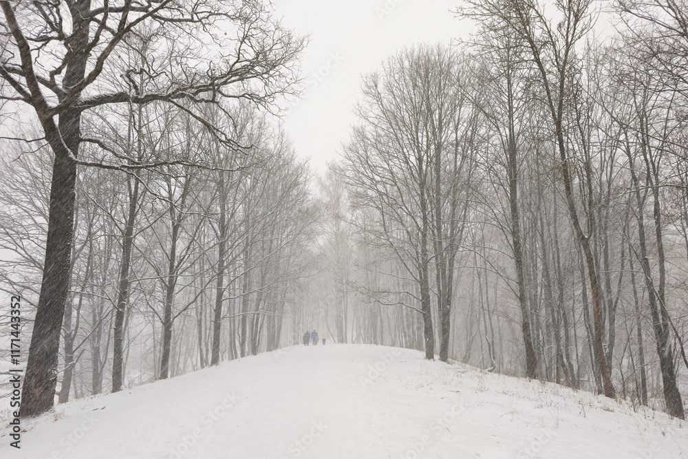 A snow-covered winter alley in the forest. A snow-covered winter alley in the forest.