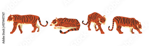 Adult Striped Tiger Big Cat with Tail Vector Set