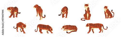 Adult Striped Tiger Big Cat with Tail Vector Set