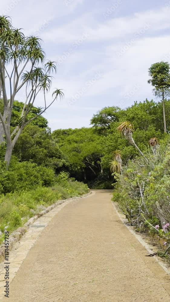 Vertical video of walking down the pathway towards dense trees and bushes at Kirstenbosch National Botanical Garden in Cape Town, South Africa.