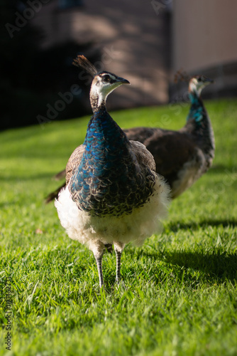 peahen on grass