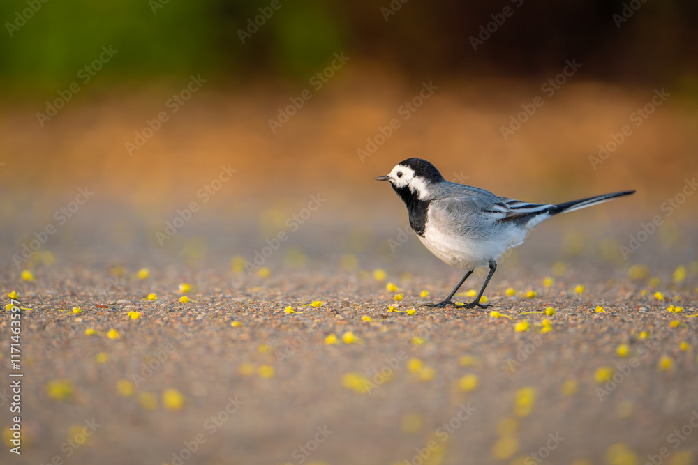 Obraz premium sparrow on a grass