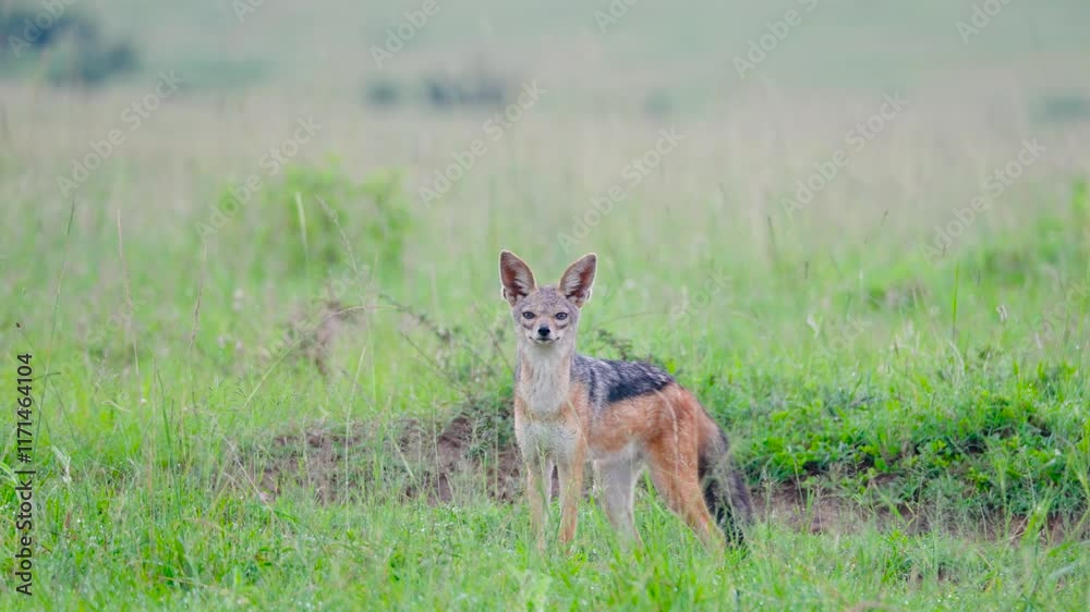 Close-up video of a Black-Backed Jackal scavenging for food at the Maasai Mara, Kenya. 4k slow-motion video. Close-up video of a Black-Backed Jackal scavenging for food at the Maasai Mara, Kenya. 4k slow-motion video.