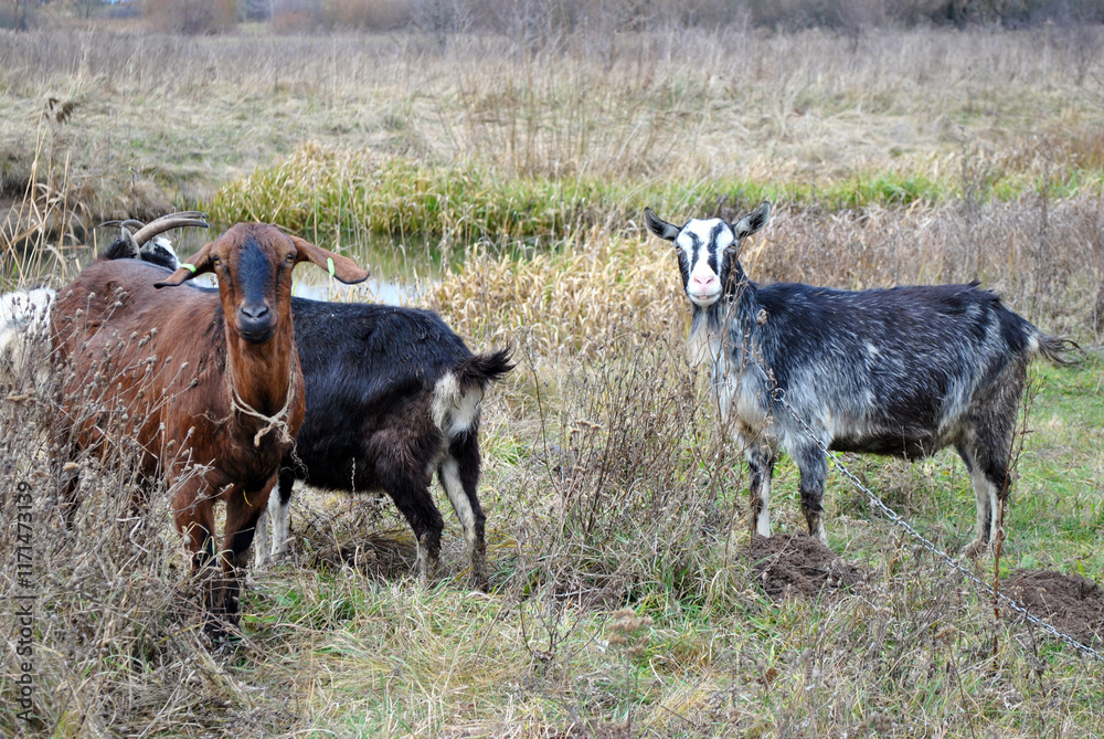 herd of goats