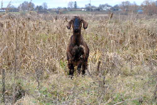 Obraz na płótnie goat in the meadow w salonie