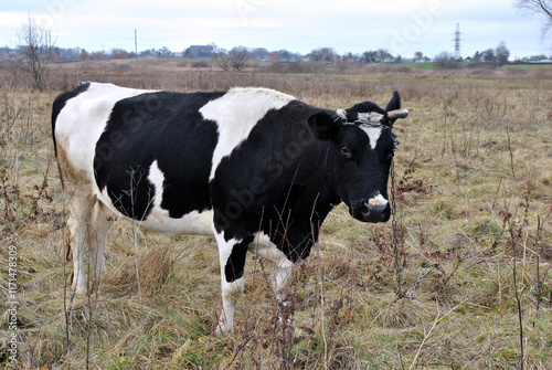 Obraz na płótnie cow in a field w salonie