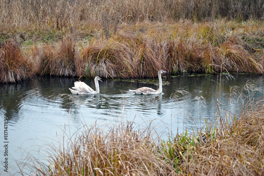 Swans on the river in winter