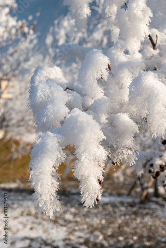 Ice on plants in Schaan in Liechtenstein photo