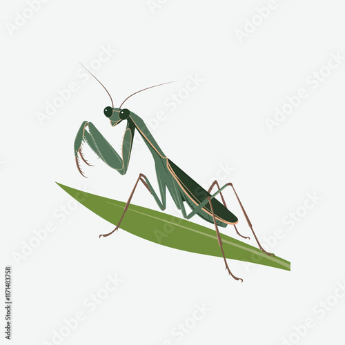 A vector illustration of a mantis icon on a white background