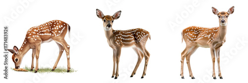 Set of Little deer eating wildlife standing animal sky isolated on a transparent background