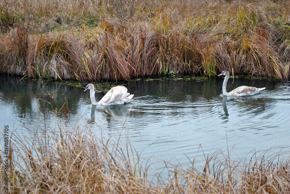 Swans on the river