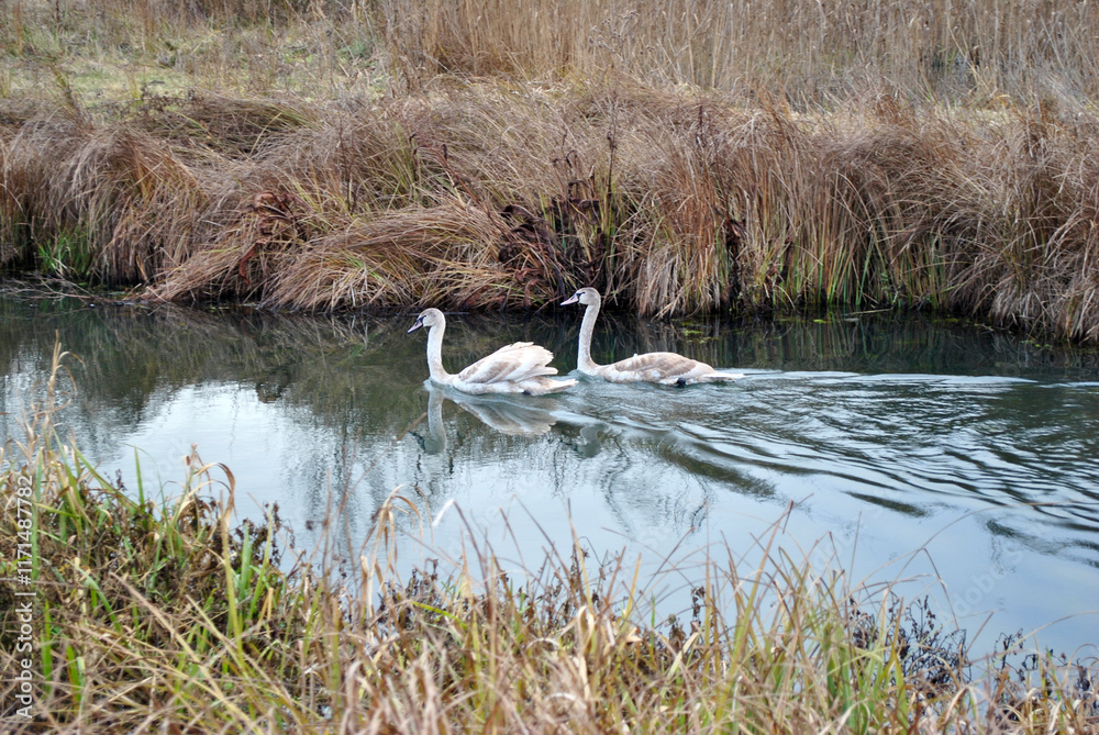 swans on the river