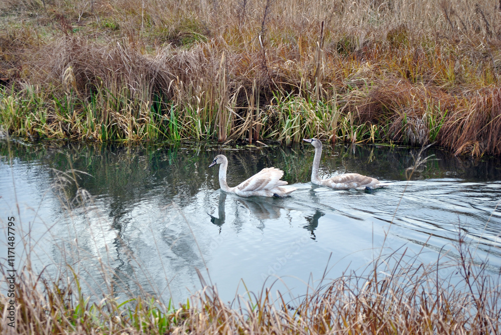 swans on the river