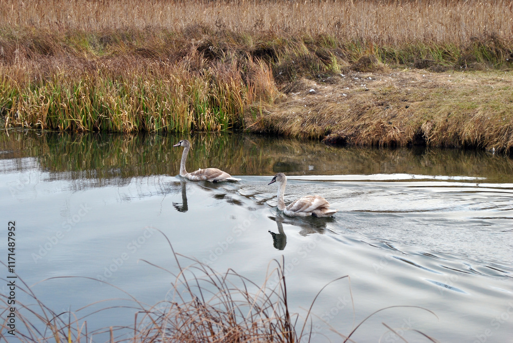 swans on the river