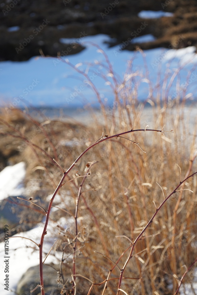 grass in the snow grass in the snow