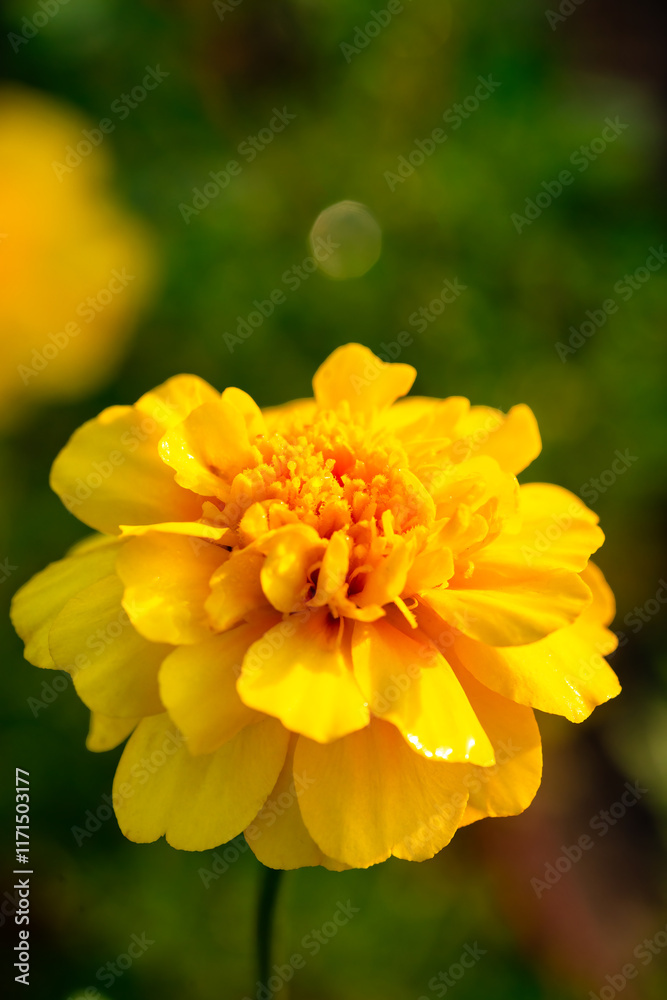 Close-up view showcasing the intricate details of a chrysanthemum's petals Close-up view showcasing the intricate details of a chrysanthemum's petals