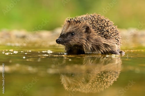 Northern white-breasted hedgehog erinaceus roumanicus inhabitant of dry lowland deciduous forest, scrub, gardens, villages, cities, and parks, food is insects, snakes, frogs, lizards, and bird eggs
