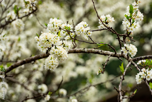 Blooming wild plum tree closeup in a sunny day on natural garden background. photo