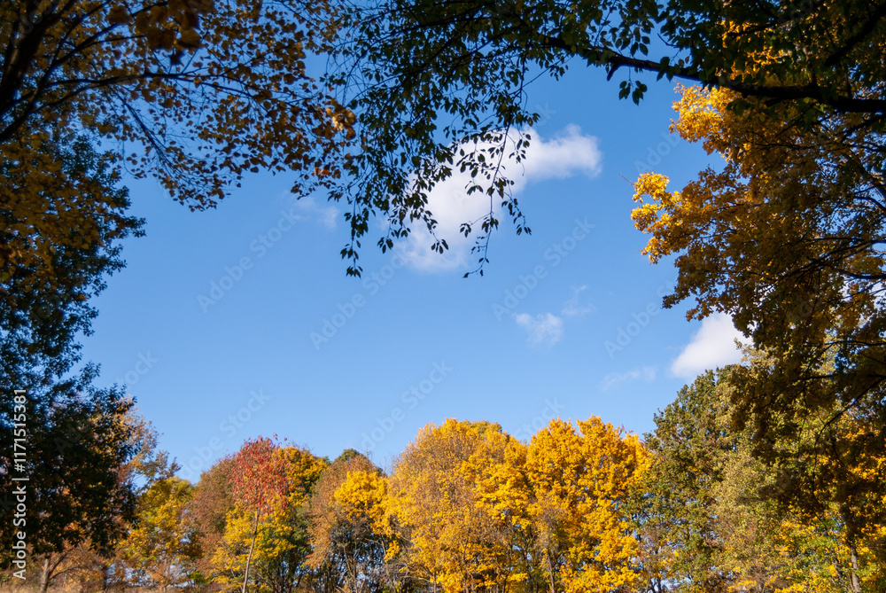 Naklejka premium Autumn Trees Under a Clear Blue Sky