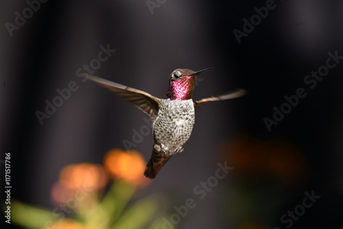 Purple Headed Hummingbird In Flight
