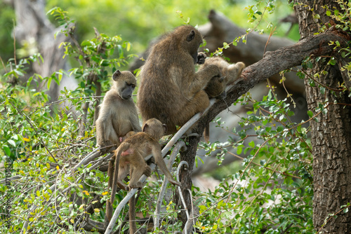 Babouin chacma, Papio ursinus , chacma baboon, Parc national Kruger, Afrique du Sud