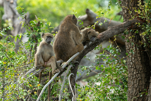 Babouin chacma, Papio ursinus , chacma baboon, Parc national Kruger, Afrique du Sud