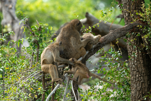 Babouin chacma, Papio ursinus , chacma baboon, Parc national Kruger, Afrique du Sud
