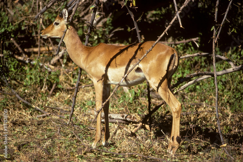 Impala, femelle, Aepyceros melampus, Kenya photo