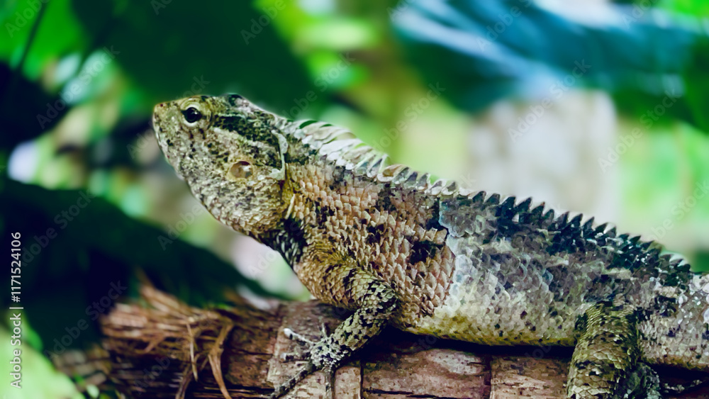 iguana on a tree iguana on a tree