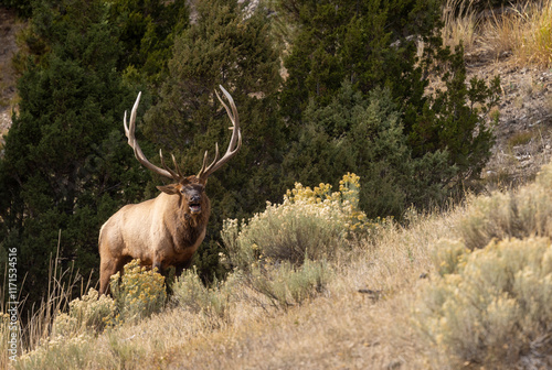 Wallpaper Mural Bull Elk During the Rut in Autumn in Yellowstone National Park Wyoming Torontodigital.ca