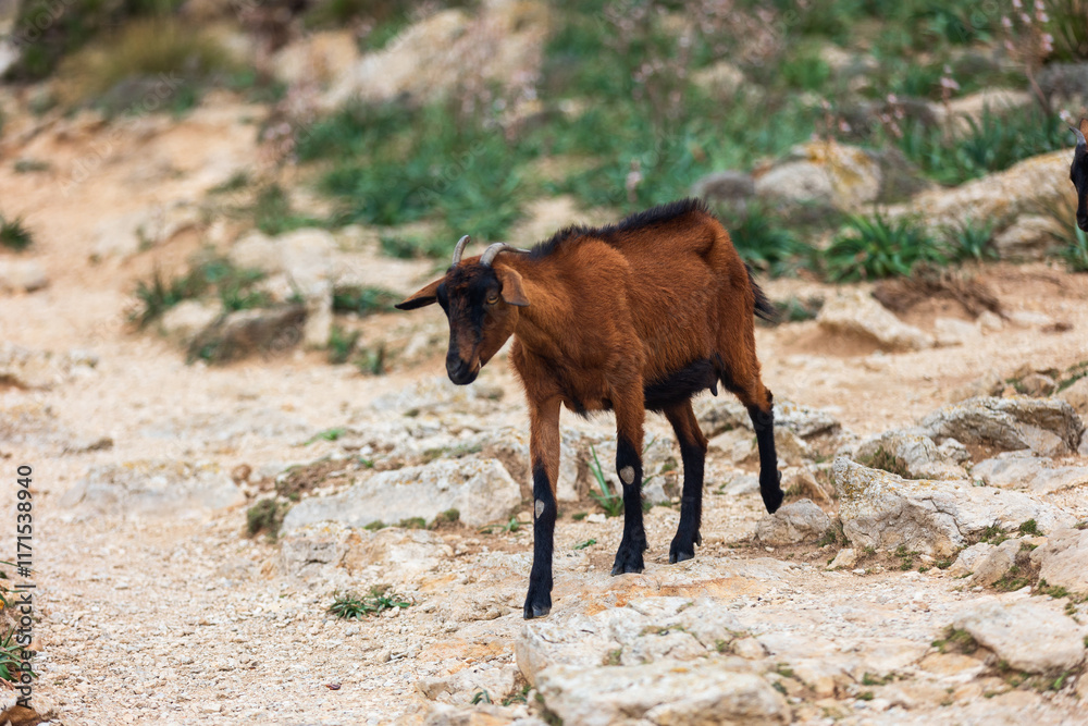 Capra sul Mirador del Colomer a Maiorca Spagna Capra sul Mirador del Colomer a Maiorca Spagna