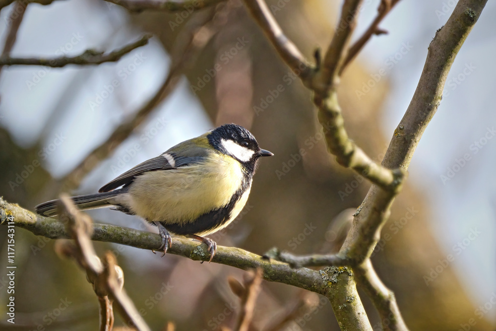 Fototapeta premium Kohlmeise ( Parus major ).